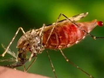 Ученые выяснили, что действие света подавляет желание кусаться у комаров