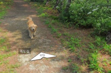 Дружелюбный пес из Южной Кореи прославился благодаря Google Street View