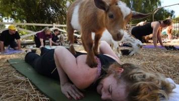 В мире становится популярными новый тренд: занятие йогой с козами