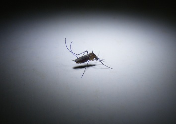 Малярийных комаров подчинили искусственному свету