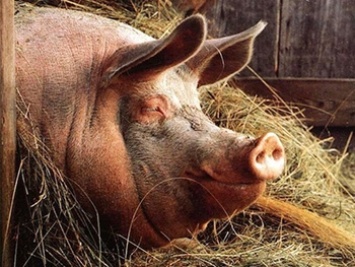 В Мексике фермер погиб после пьяной драки со своей свиньей