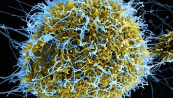 Ученые разработали вакцину против вируса Эбола