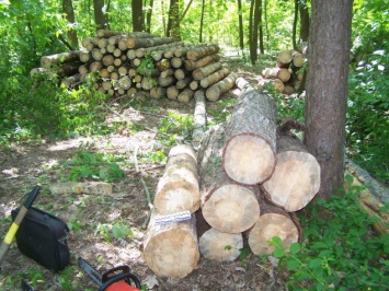 На Киевщине "лесник-браконьер" вырубил 27 деревьев в защитной зоне