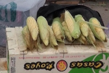 На одесских рынках появилась первая молодая кукуруза: цены кусаются