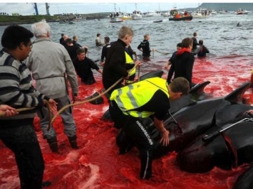 На Фарерских островах начался массовый забой китов