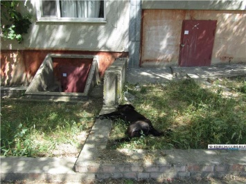 В жилом районе в Керчи отравили собак