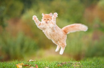 Генетики выяснили, как кошки покорили мир