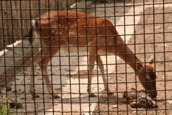 В одесском зоопарке - новое пополнение: мартышка, лани и скунсы