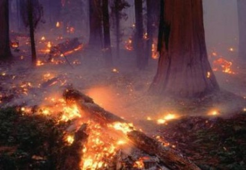 В области более 60 раз горел лес