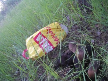 В Запорожье щенков выбросили в замотанном скотчем пакете