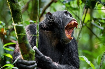 В лесах Уганды обнаружена группа шимпанзе-убийц