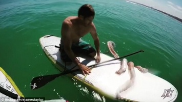 Серфингист задумал спасти раненого кальмара - тот решил плыть на его доске