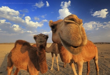 Саудовская Аравия депортировала 15 тыс. катарских верблюдов и 10 тыс. овец