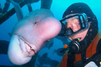 СМИ рассказали о 79-летнем аквалангисте, у которого есть подводный друг