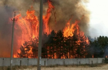 В Запорожской области горящий лес тушили более 40 спасателей