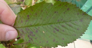 Листья этого фрукта - отличное лекарство даже от вирусного заболевания печени!
