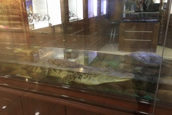 Крокодила, которого держали в витрине, выставили на продажу