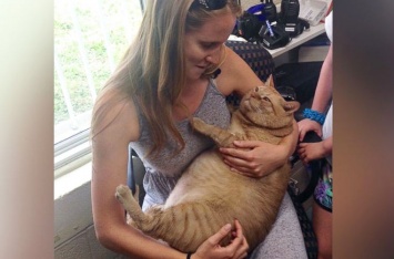 Страдающий ожирением кот нашел новую семью