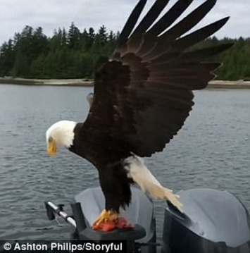 Диета у него такая - рыбная: точным броском белоголовый орлан украл кусок лосося с рыболовной лодки