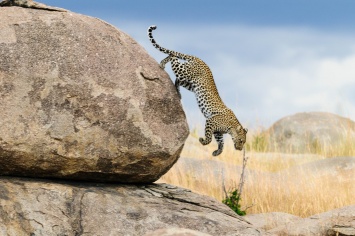 Биологи составили распорядок дня леопардов