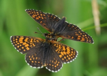 Ученые: бабочки живут самой сексуальноактивной жизнью