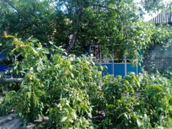 Облэнерго устроило расправу над деревьями в частном секторе (фото)