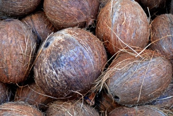 В Мадриде 47,6 кг кокаина пытались спрятать в кокосах