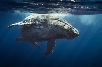 Биологи ответили, сколько в океане китовой мочи