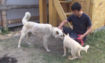 В России щенок встретится с собакой, из которой его клонировали