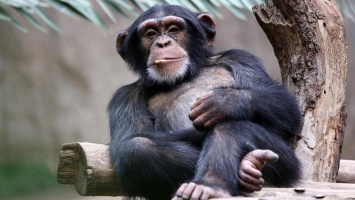 Шимпанзе в присутствии людей меняют тактику охоты - Ученые