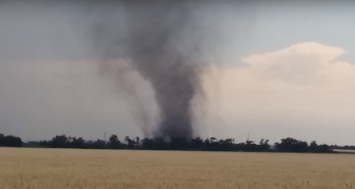 В Донецкой области ураган уничтожил 10 гектаров посевов подсолнечника