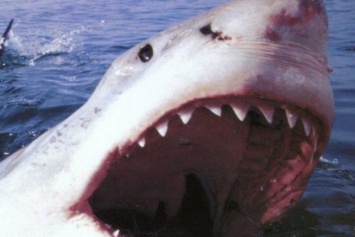 В Испании трехметровая акула выплыла на берег и напугала отдыхающих
