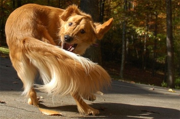 Ученые: Погоня собаки за хвостом может означать расстройство психики