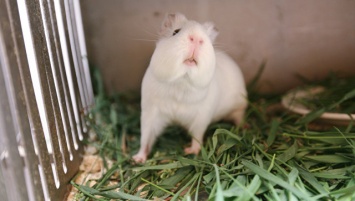 Сибирские генетики вывели крыс с шизофренией для исследования болезни