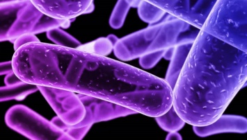 Биологи раскрыли секрет размножения туберкулезной палочки