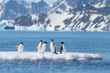 Морские льды Антарктики в 2017 году таяли быстрее, чем когда-либо