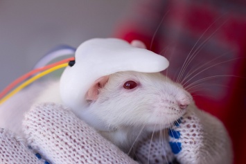 Ученые из Сибири вывели новый подвид крыс для изучения депрессии
