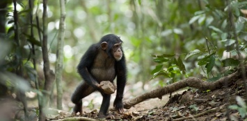 Ученые объяснили мышечную «суперсилу» шимпанзе