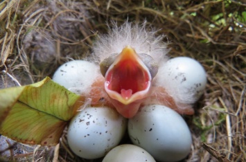 Птицы научились травить клещей в гнездах при помощи сигарет