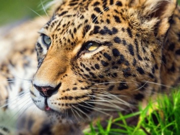 Камеры наблюдения ГЭС в Северной Осетии запечатлели считавшегося исчезнувшим леопарда