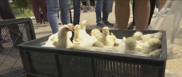 Красный крест привез жителям Донбасса сотни цыплят