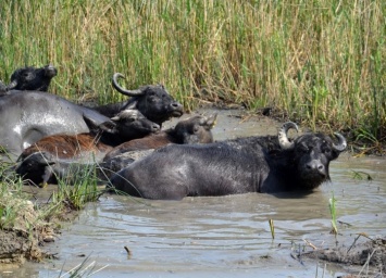 В Придунавье открывают экологический парк с водяными буйволами