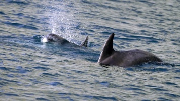 На берег Феодосии выбросило мертвого дельфина с привязанным куском бетона