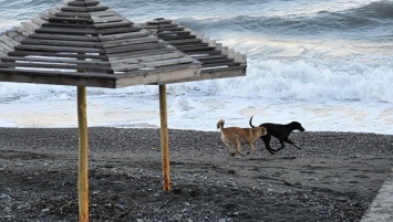 Собачья жизнь. Жители Феодосии ищут догхантеров, власти не видят проблемы