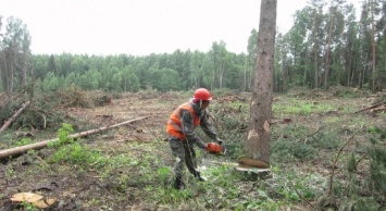 На Сумщине за незаконную вырубку деревьев задержали браконьера