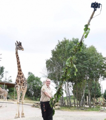 Сотрудница зоопарка изобрела селфи-палку для фото с жирафами