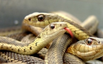 Херсонцы жалуются на большое количество змей