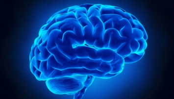 Ученые создали самую подробную модель человеческого мозга