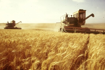В Скадовском районе проблемы со сбором пшеницы