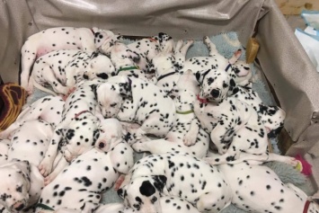 В Австралии собака родила рекордное количество щенков